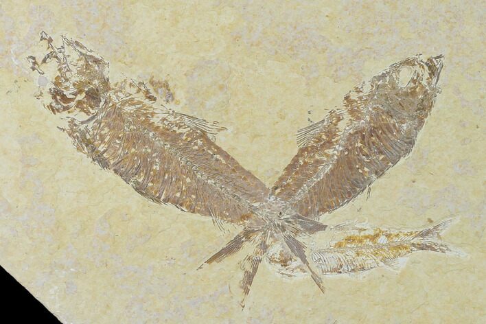 Bargain, Fossil Fish (Diplomystus & Knightia) Plate - Wyoming #138680